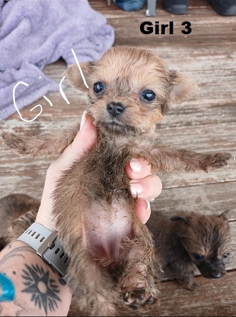 Silky Terrier/Chihuahua X Chihuahua – Girl. I am arriving into store at Puppy Palace Pet Shop & available to go home on 10 September