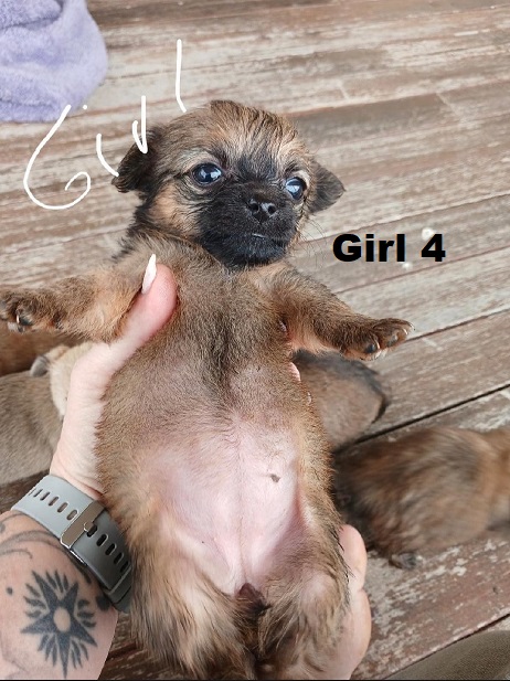 Silky Terrier/Chihuahua X Chihuahua – Girl. I am arriving into store at Puppy Palace Pet Shop & available to go home on 10 September