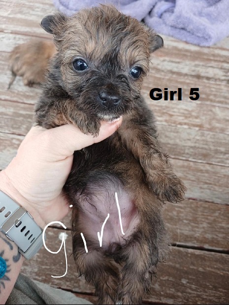 Silky Terrier/Chihuahua X Chihuahua – Girl. I am arriving into store at Puppy Palace Pet Shop & available to go home on 10 September