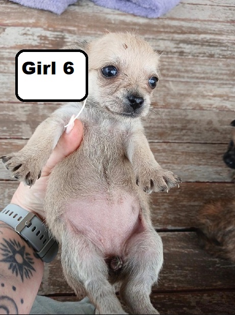 Silky Terrier/Chihuahua X Chihuahua – Girl. I am arriving into store at Puppy Palace Pet Shop & available to go home on 10 September.