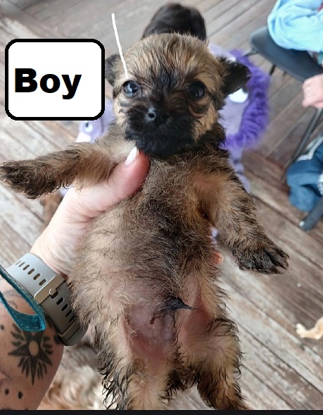 Silky Terrier/Chihuahua X Chihuahua – Boy. I am arriving into store at Puppy Palace Pet Shop & available to go home on 10 September.