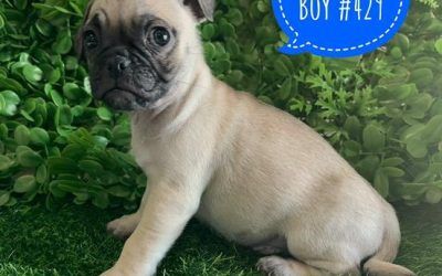 $1495 – Jug (Pure Pug X ¾ Pug x ¼ Jack Russell) – Boy. (I have also had my 2nd Vaccination & vet check Value $170). I am now in store at Puppy Palace Pet Shop, Loganholme. 07 3808 2880.