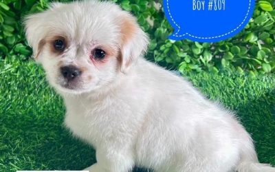 $1995 – Maltese X Shih Tzu – Boy. (I have also had my 2nd Vaccination & vet check Value $170). I am now in store at Puppy Palace Pet Shop, Loganholme. 07 3808 2880.