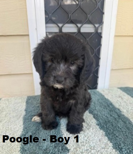 Poogle/Beaglepoo (Beagle X Mini Poodle) – Girl. I am arriving into store at Puppy Palace Pet Shop & available to go home on 6 September.