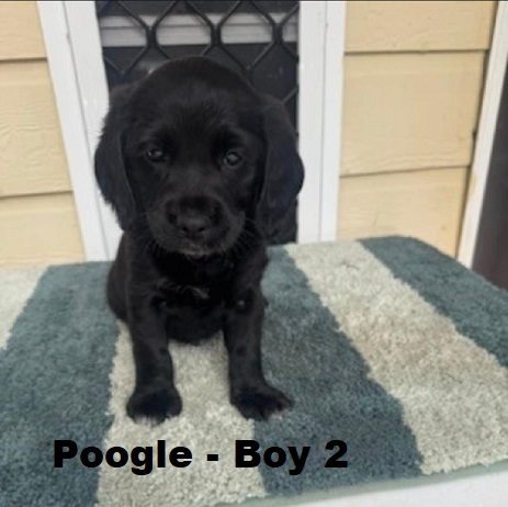 Poogle/Beaglepoo (Beagle X Mini Poodle) – Boy. I am arriving into store at Puppy Palace Pet Shop & available to go home on 6 September.
