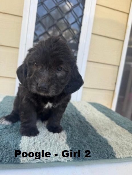 Poogle/Beaglepoo (Beagle X Mini Poodle) – Girl. I am arriving into store at Puppy Palace Pet Shop & available to go home on 6 September.