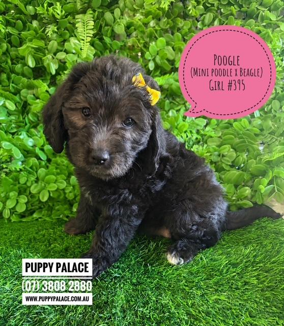 $2295 – Poogle/Beaglepoo (Beagle X Mini Poodle) – Girl. I am now in store at Puppy Palace Pet Shop, Loganholme. 07 3808 2880