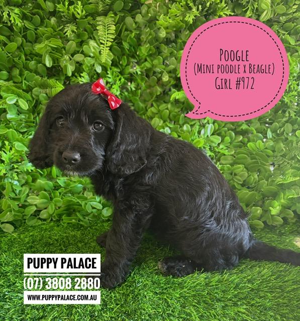 $2295 – Poogle/Beaglepoo (Beagle X Mini Poodle) – Girl. I am now in store at Puppy Palace Pet Shop, Loganholme. 07 3808 2880