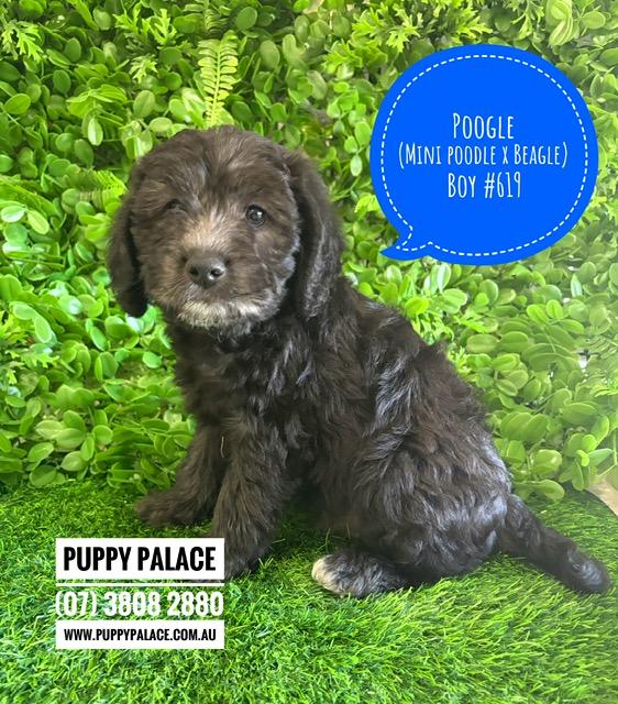 $2295 – Poogle/Beaglepoo (Beagle X Mini Poodle) – Boy. I am now in store at Puppy Palace Pet Shop, Loganholme. 07 3808 2880