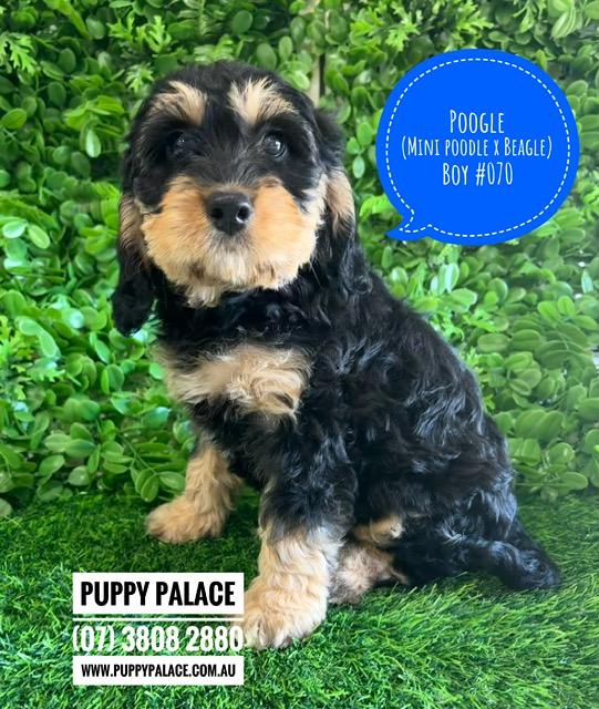 $2295 – Poogle/Beaglepoo (Beagle X Mini Poodle) – Boy. I am now in store at Puppy Palace Pet Shop, Loganholme. 07 3808 2880