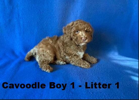 Cavoodle X Toy Poodle – Boy (Litter 1).  I will be arriving into store & available to go home on 15 October at Puppy Palace Pet Shop, Loganholme. 07 3808 2880