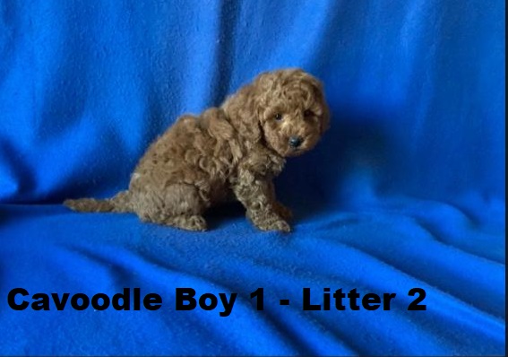 Cavoodle X Toy Poodle – Boy (Litter 2).  I will be arriving into store & available to go home on 15 October at Puppy Palace Pet Shop, Loganholme. 07 3808 2880