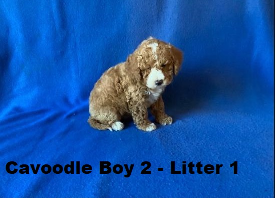 Cavoodle X Toy Poodle – Boy (Litter 1).  I will be arriving into store & available to go home on 15 October at Puppy Palace Pet Shop, Loganholme. 07 3808 2880