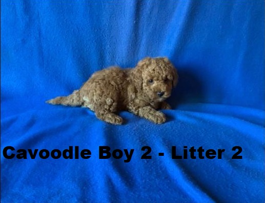 Cavoodle X Toy Poodle – Boy (Litter 2).  I will be arriving into store & available to go home on 15 October at Puppy Palace Pet Shop, Loganholme. 07 3808 2880