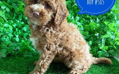$2995 – Cavoodle X Toy Poodle Puppy (Cavoodle/Cavapoo) – Boy (Litter 1). I am now in store at Puppy Palace Pet Shop, Loganholme. 07 3808 2880.
