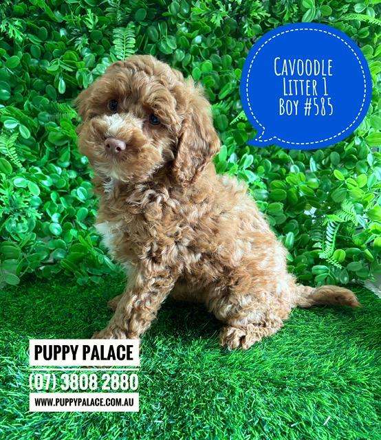 $2995 – Cavoodle X Toy Poodle Puppy (Cavoodle/Cavapoo) – Boy (Litter 1). I am now in store at Puppy Palace Pet Shop, Loganholme. 07 3808 2880