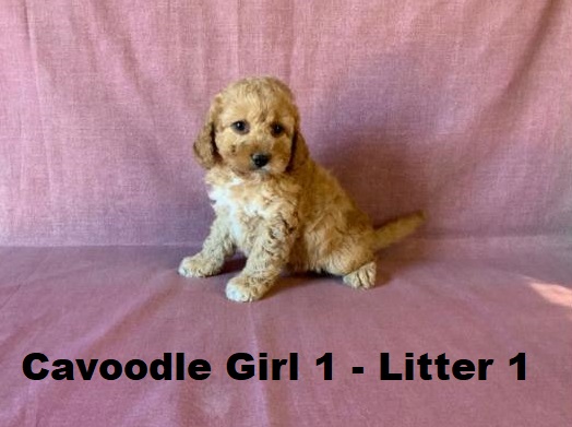 Cavoodle X Toy Poodle – Girl (Litter 1).  I will be arriving into store & available to go home on 15 October at Puppy Palace Pet Shop, Loganholme. 07 3808 2880