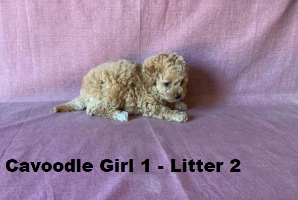 Cavoodle X Toy Poodle -Girl (Litter 2).  I will be arriving into store & available to go home on 15 October at Puppy Palace Pet Shop, Loganholme. 07 3808 2880