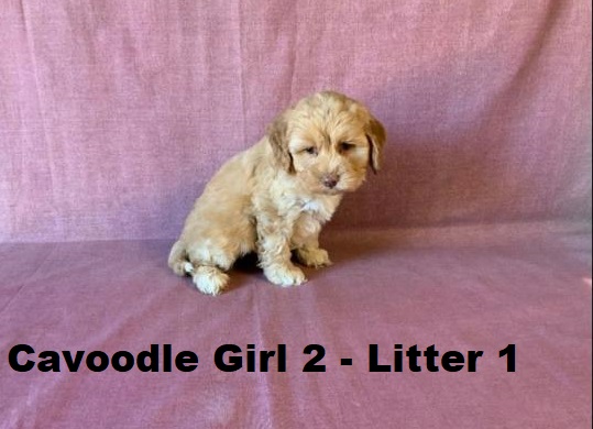 Cavoodle X Toy Poodle – Girl (Litter 1).  I will be arriving into store & available to go home on 15 October at Puppy Palace Pet Shop, Loganholme. 07 3808 2880