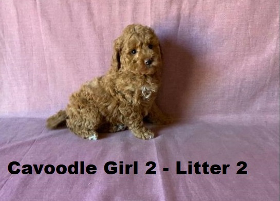Cavoodle X Toy Poodle -Girl (Litter 2)…..  I AM NOW SOLD….. I will be arriving into store & available to go home on 15 October at Puppy Palace Pet Shop, Loganholme. 07 3808 2880