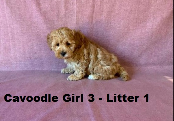 Cavoodle X Toy Poodle – Girl (Litter 1)….I AM NOW SOLD….I will be arriving into store & available to go home on 15 October at Puppy Palace Pet Shop, Loganholme. 07 3808 2880