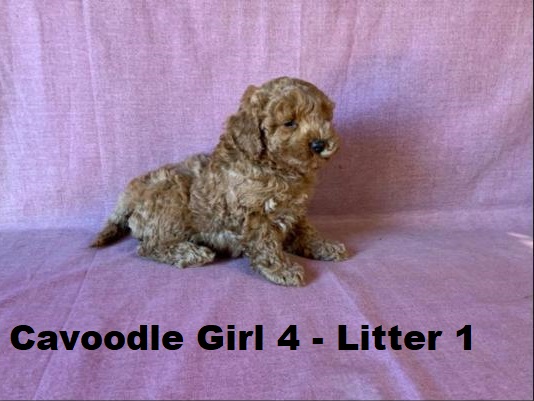Cavoodle X Toy Poodle – Girl (Litter 1).  I will be arriving into store & available to go home on 15 October at Puppy Palace Pet Shop, Loganholme. 07 3808 2880