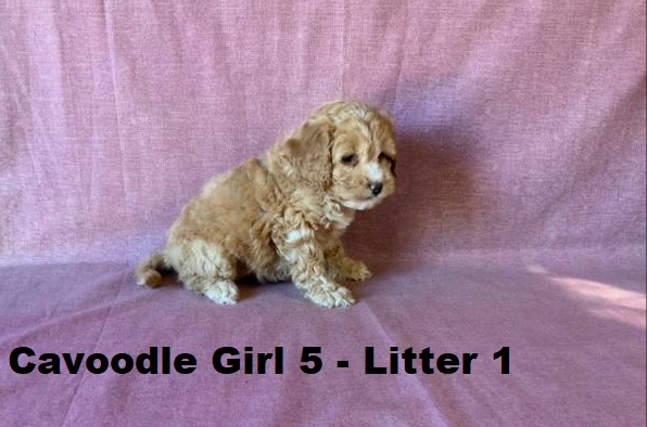 Cavoodle X Toy Poodle – Girl (Litter 1).  I will be arriving into store & available to go home on 15 October at Puppy Palace Pet Shop, Loganholme. 07 3808 2880