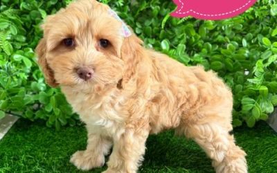 $2995 – Cavoodle X Toy Poodle Puppy (Cavoodle/Cavapoo) – Girl (Litter 1). I am now in store at Puppy Palace Pet Shop, Loganholme. 07 3808 2880