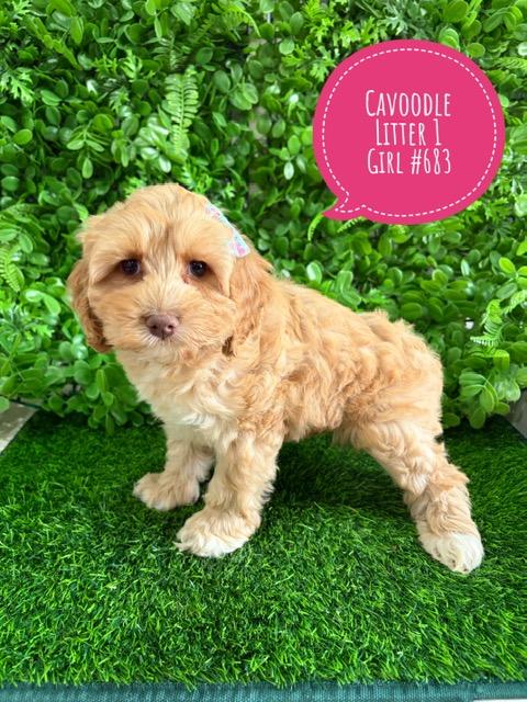 o	$2995 – Cavoodle X Toy Poodle Puppy (Cavoodle/Cavapoo) – Girl (Litter 1). I am now in store at Puppy Palace Pet Shop, Loganholme. 07 3808 2880