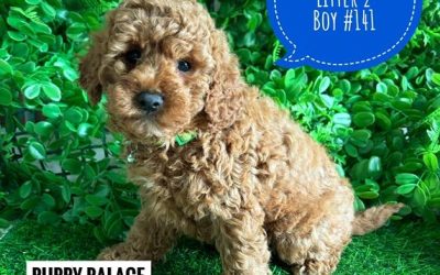 $2995 – Cavoodle X Toy Poodle Puppy (Cavoodle/Cavapoo) – Ruby Boy (Litter 2). I am now in store at Puppy Palace Pet Shop, Loganholme. 07 3808 2880