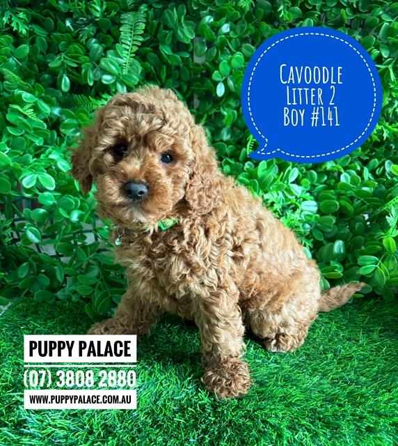 $2995 – Cavoodle X Toy Poodle Puppy (Cavoodle/Cavapoo) – Ruby Boy (Litter 2). I am now in store at Puppy Palace Pet Shop, Loganholme. 07 3808 2880