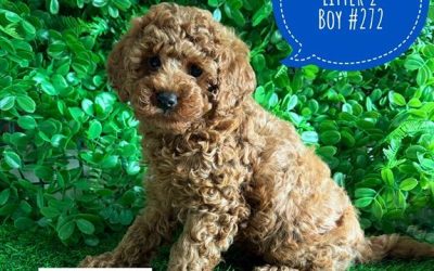 $2995 – Cavoodle X Toy Poodle Puppy (Cavoodle/Cavapoo) – Ruby Boy (Litter 2). I am now in store at Puppy Palace Pet Shop, Loganholme. 07 3808 2880.