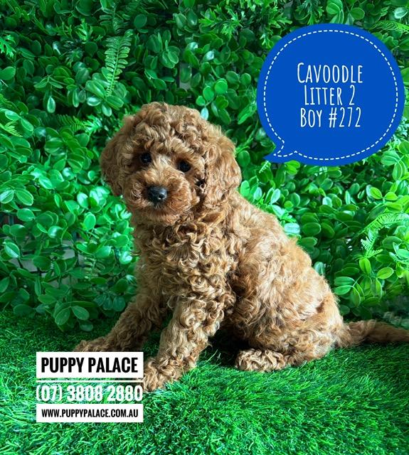 $2995 – Cavoodle X Toy Poodle Puppy (Cavoodle/Cavapoo) – Ruby Boy (Litter 2). I am now in store at Puppy Palace Pet Shop, Loganholme. 07 3808 2880