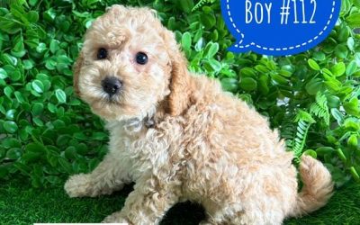$2695 – Spoodle X Toy Poodle (Cockapoo/Spoodle) Puppy – Boy. I am now in store at Puppy Palace Pet Shop, Loganholme. 07 3808 2880.