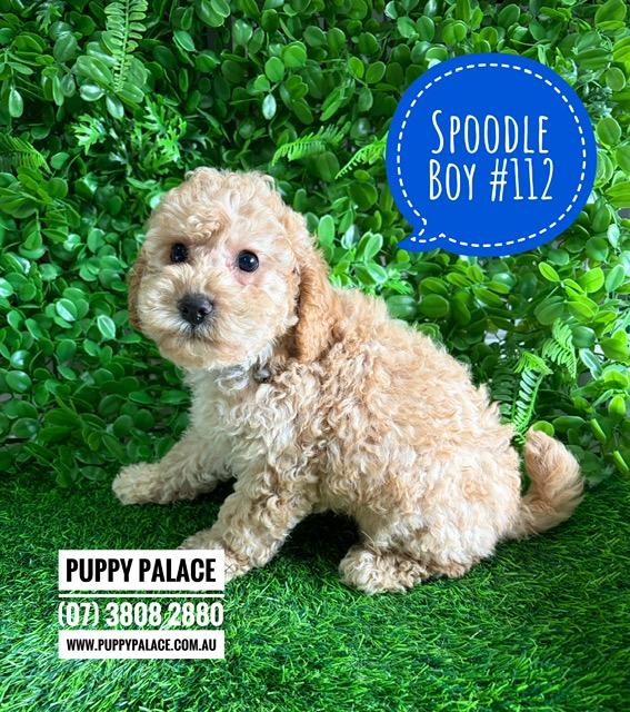 $2695 – Spoodle X Toy Poodle (Cockapoo/Spoodle) Puppy – Boy. I am now in store at Puppy Palace Pet Shop, Loganholme. 07 3808 2880