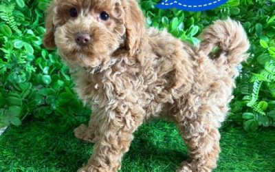 $2695 – Spoodle X Toy Poodle (Cockapoo/Spoodle) Puppy – Boy. I am now in store at Puppy Palace Pet Shop, Loganholme. 07 3808 2880.