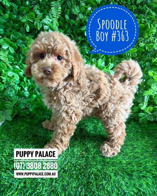 $2695 – Spoodle X Toy Poodle (Cockapoo/Spoodle) Puppy – Boy. I am now in store at Puppy Palace Pet Shop, Loganholme. 07 3808 2880
