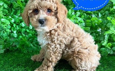 $2695 – Spoodle X Toy Poodle (Cockapoo/Spoodle) Puppy – Boy. I am now in store at Puppy Palace Pet Shop, Loganholme. 07 3808 2880.