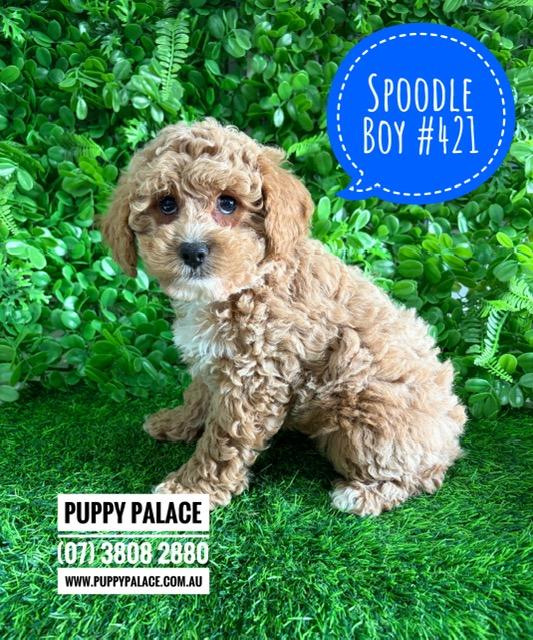 $2695 – Spoodle X Toy Poodle (Cockapoo/Spoodle) Puppy – Boy. I am now in store at Puppy Palace Pet Shop, Loganholme. 07 3808 2880