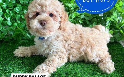 $2695 – Spoodle X Toy Poodle (Cockapoo/Spoodle) Puppy – Boy. I am now in store at Puppy Palace Pet Shop, Loganholme. 07 3808 2880