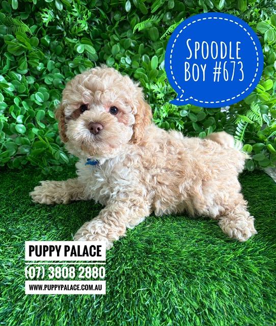 $2695 – Spoodle X Toy Poodle (Cockapoo/Spoodle) Puppy – Boy. I am now in store at Puppy Palace Pet Shop, Loganholme. 07 3808 2880