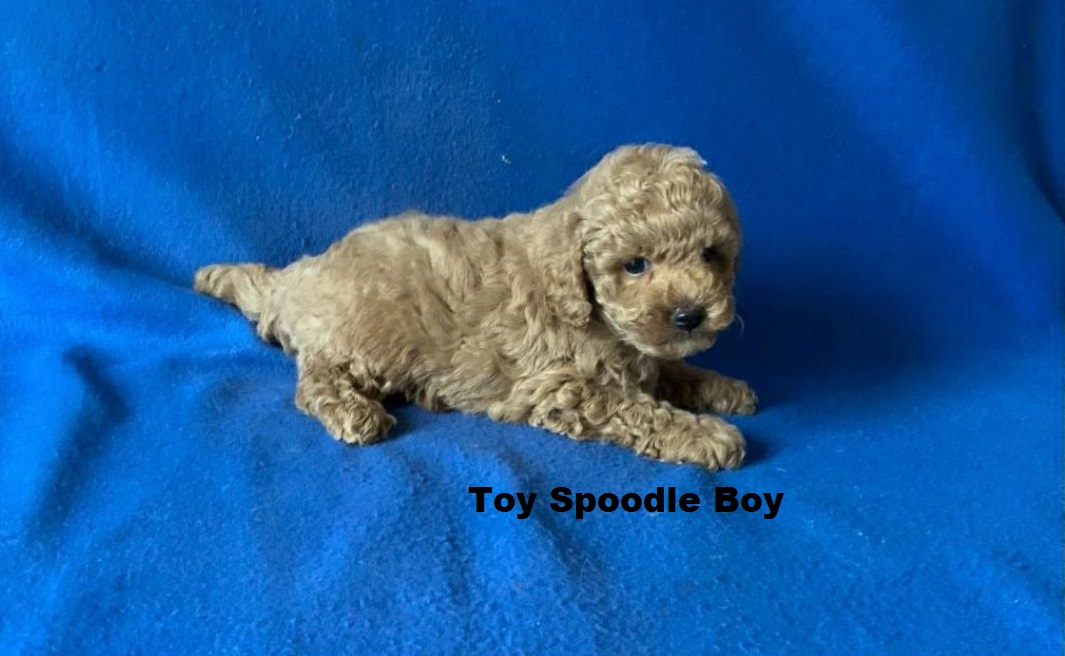Spoodle (Spoodle X Red Toy Poodle) – Boy. I will be arriving into store & available to go home on 29 October at Puppy Palace Pet Shop, Loganholme. 07 3808 2880