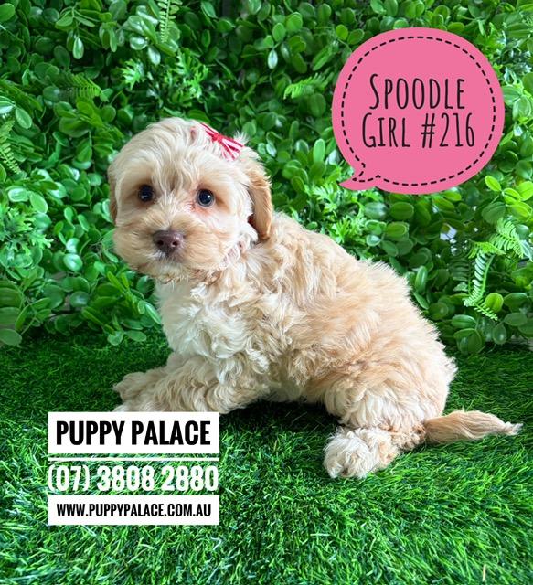 $2695 – Spoodle X Toy Poodle (Cockapoo/Spoodle) Puppy – Girl. I am now in store at Puppy Palace Pet Shop, Loganholme. 07 3808 2880