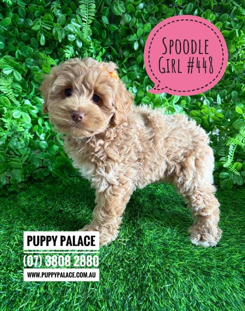 Spoodle X Toy Poodle (Cockapoo/Spoodle) Puppy – Girl. I am now in store at Puppy Palace Pet Shop, Loganholme. 07 3808 2880