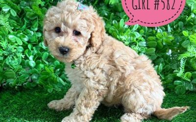 $2695 – Spoodle X Toy Poodle (Cockapoo/Spoodle) Puppy – Girl. I am now in store at Puppy Palace Pet Shop, Loganholme. 07 3808 2880.