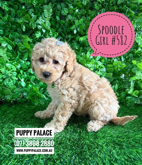 $2695 – Spoodle X Toy Poodle (Cockapoo/Spoodle) Puppy – Girl. I am now in store at Puppy Palace Pet Shop, Loganholme. 07 3808 2880