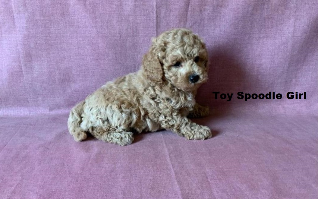 Spoodle (Spoodle X Red Toy Poodle) – Girl. I will be arriving into store & available to go home on 29 October at Puppy Palace Pet Shop, Loganholme. 07 3808 2880