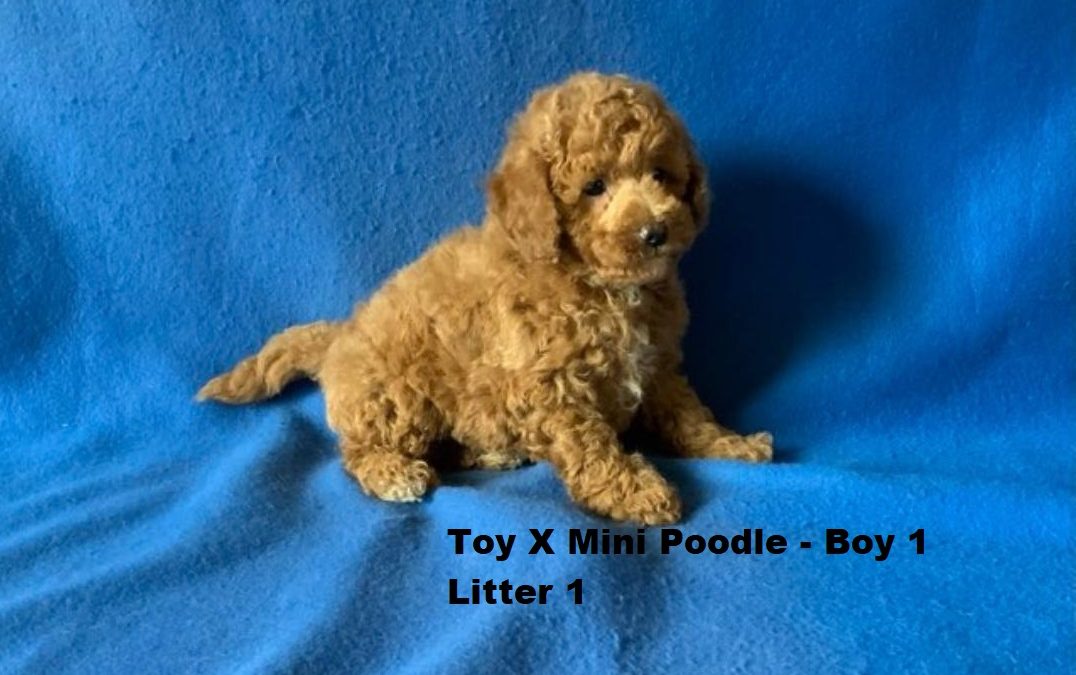 Toy/Mini Poodle Puppy – Boy 1 (Litter 1). I will be arriving into store & available to go home on 29 October at Puppy Palace Pet Shop, Loganholme. 07 3808 2880