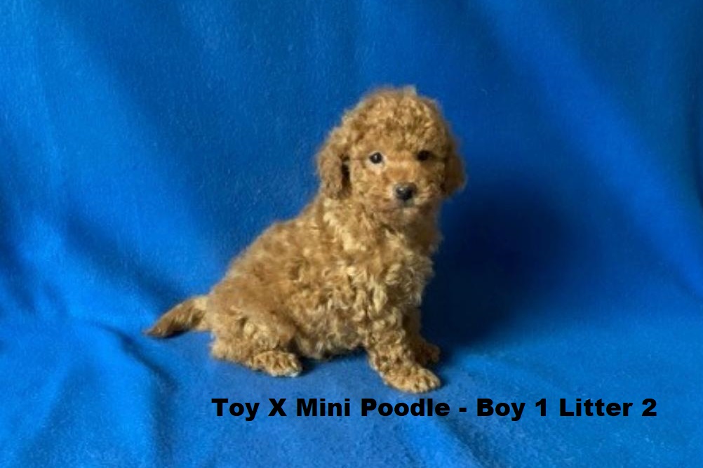 Toy/Mini Poodle Puppy – Boy 1 (Litter 2). I will be arriving into store & available to go home on 29 October at Puppy Palace Pet Shop, Loganholme. 07 3808 2880