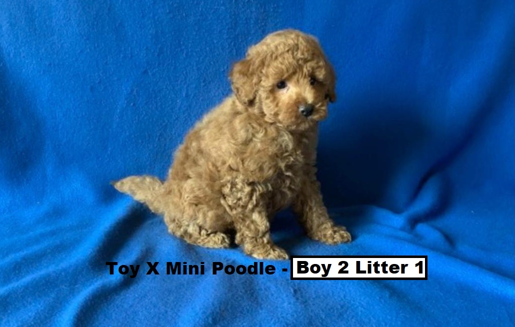 Toy/Mini Poodle Puppy – Boy 2 (Litter 1). I will be arriving into store & available to go home on 29 October at Puppy Palace Pet Shop, Loganholme. 07 3808 2880